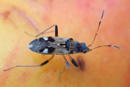 Beosus maritimus